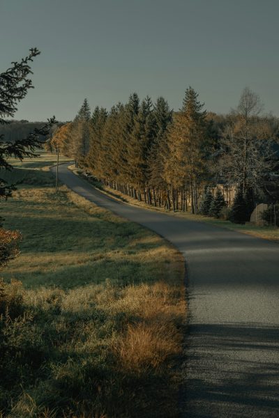 trees with road